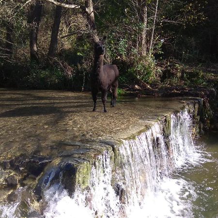 Chambre Cevennes: Piscine, Lamas, Riviere Cros (Gard) Exterior foto