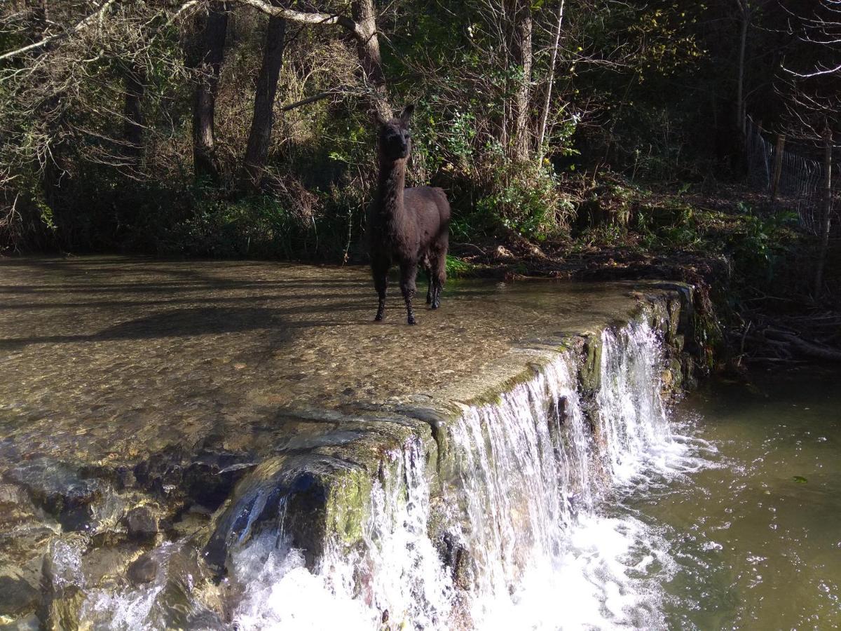 Chambre Cevennes: Piscine, Lamas, Riviere Cros (Gard) Exterior foto